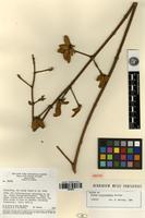 Isotype of Mimosa cryptothamnos Barneby [family MIMOSACEAE]