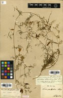 Syntype of Vicia palaestina Boiss. [family FABACEAE]