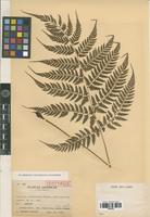 Isotype of Athyrium yakusimense Tagawa [family PTERIDOPHYTA]