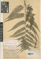 Isotype of Diplazium triangulare Tagawa [family PTERIDOPHYTA]