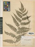 Isotype of Athyrium clivicola Tagawa [family PTERIDOPHYTA]