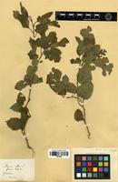 Filed as Morus australis Poir. [family MORACEAE]