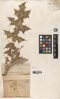 Type of Echinops leucographus Bunge [family ASTERACEAE]