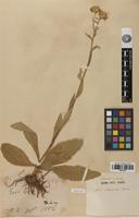 Isotype of Aster senecioides Franch. [family ASTERACEAE]