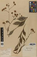Isotype of Aster infirmus Michx. [family ASTERACEAE]