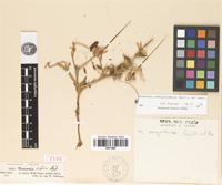 Type of Monsonia arabica Steud. [family GERANIACEAE]