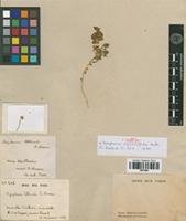 Isolectotype of Dysphania myriocephala Benth. [family ILLECEBRACEAE]