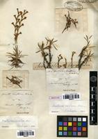 Isotype of Acantholimon laxiflorum Boiss. ex Bunge [family PLUMBAGINACEAE]