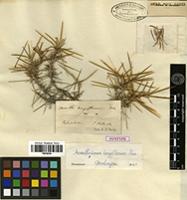 Syntype of Acantholimon longiflorum Boiss. [family PLUMBAGINACEAE]