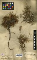 Type of Acantholimon tragacanthinum Boiss. [family PLUMBAGINACEAE]
