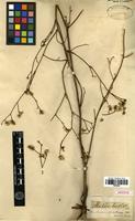 Isotype of Statice bicolor Bunge [family PLUMBAGINACEAE]
