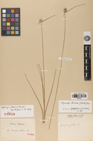 Holotype of Kyllinga albescens Steud. [family CYPERACEAE]