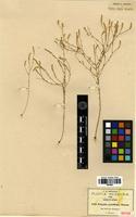 Type? of Polygala gracillima S. Watson [family POLYGALACEAE]