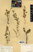 Isotype of Polygala nitida Brandegee [family POLYGALACEAE]