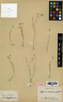 Type of Polygala herbiola A.St.-Hil. [family POLYGALACEAE]