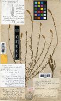Isotype of Polygala linoides Poir. [family POLYGALACEAE]