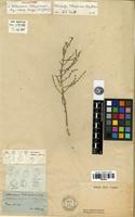 Type of Halostachys belangeriana (Moq.) Botsch. [family AMARANTHACEAE]