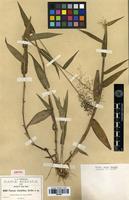 Isolectotype of Panicum viscidellum Scribn. [family POACEAE]