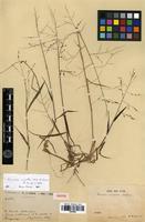 Isotype of Panicum smithii M.M. Rahman [family POACEAE]