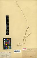 Type of Panicum brachyanthum Steud. [family POACEAE]