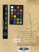 Type of Salsola camphorosmoides Desf. [family CHENOPODIACEAE]