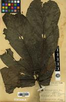Type of Helicia grandifolia Lecomte [family PROTEACEAE]