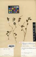 Holotype of Lagrezia ambrensis Cavaco [family AMARANTHACEAE]