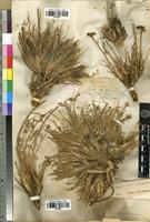 Syntype of Ferulopsis hystrix (Bunge) Pimenov [family APIACEAE]