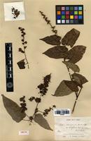 Isotype of Rubus ichangensis Hemsl. & Kuntze var. latifolius Cardot [family ROSACEAE]