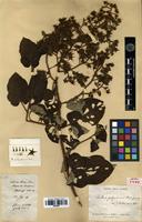 Lectotype of Rubus polyadenus Cardot [family ROSACEAE]