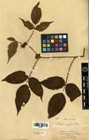 Isosyntype of Rubus simplex Focke [family ROSACEAE]