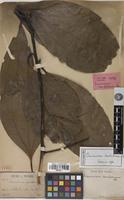 Holotype of Cinnamomum cambodianum Lecomte [family LAURACEAE]