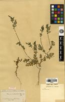 Syntype of Daucus subsessilis Boiss. [family APIACEAE]