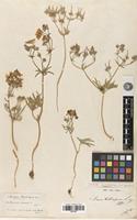 Syntype of Geranium tuberosum L. var. genuinum Boiss. [family GERANIACEAE]