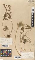 Isolectotype of Geranium tuberosum L. var. linearifolium Boiss. [family GERANIACEAE]