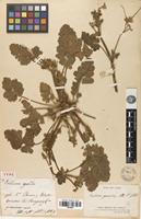 Type of Erodium geoides A.St.-Hil. [family GERANIACEAE]