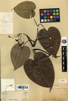 Holotype of Bauhinia menispermacea Gagnep. [family FABACEAE-CAESALPINIOIDEAE]