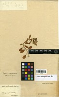 Type of Celosia madagascariensis Poir. [family AMARANTHACEAE]