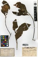 Type? of Mussaenda saigonensis Pierre ex Pit. [family RUBIACEAE]