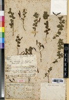 Isotype of Chamaecrista rotundifolia (Pers.) Green [family FABACEAE]