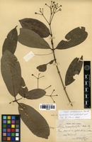 Isotype of Ixora dimorphophylla Müll.Arg. [family RUBIACEAE]
