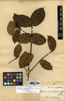 Type of Faramea cardiophylla Standl. [family RUBIACEAE]