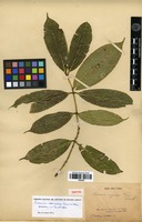Type? of Faramea eurycarpa Donn.Sm. [family RUBIACEAE]