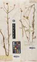 Type of Matricaria trichophylla (Boiss.) Boiss. [family ASTERACEAE]