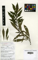 Isotype of massularia stevartiana Sonké, E.Bidault & Droissart [family RUBIACEAE]