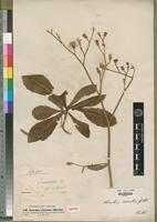 Isotype of Launaea cornuta (Oliv. & Hiern) C.Jeffrey [family ASTERACEAE]