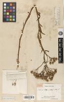 Type of Senecio tripartitus DC. [family ASTERACEAE]