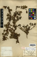 Isotype of Acaena sanguisorbae (L.) Vahl var. aucklandica Bitter [family ROSACEAE]