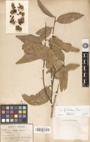 Type of Vatica philastreana Pierre [family DIPTEROCARPACEAE]