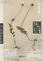 Holotype of Calea uniflora Less. var. discoidea Baker [family ASTERACEAE]